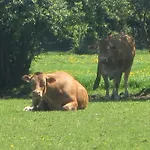 بيت للعطل Bievre Forest-edge Retreat Bellefontaine