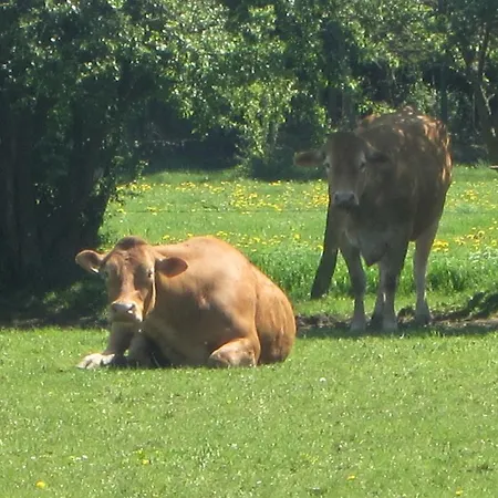 Сasa de vacaciones Bievre Forest-edge Retreat Bellefontaine